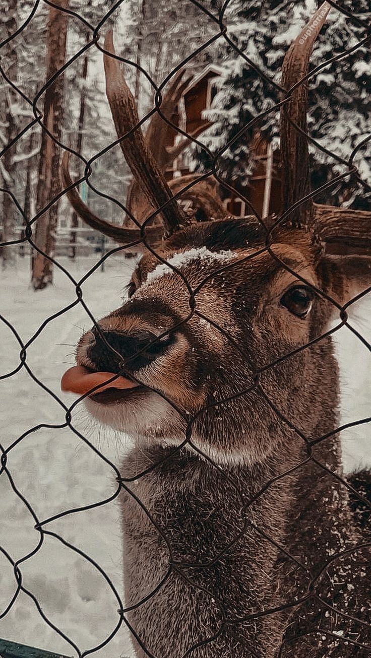 a deer sticking its tongue out through a chain link fence in the snow with trees behind it