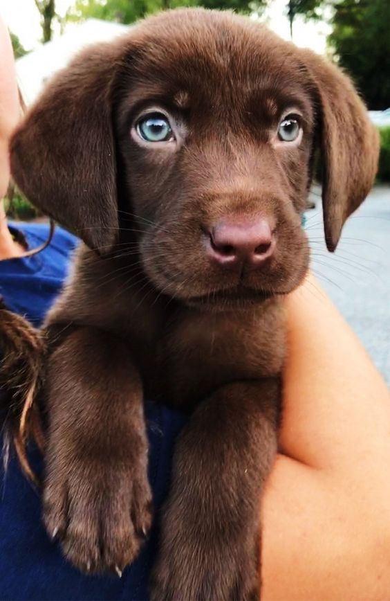 a person holding a brown puppy with blue eyes