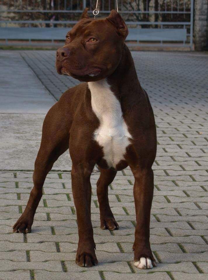 a brown and white dog standing on top of a brick floor next to a fence