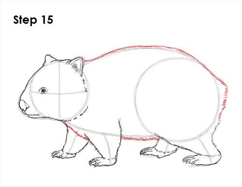 how to draw a cartoon bear step by step drawing for kids and beginners with pictures