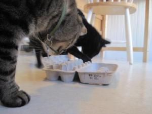 the cat is trying to get his food out of the plastic container on the floor