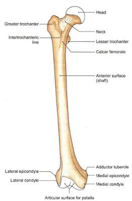 the bones of the lower limbs and upper limbs are labeled in this diagram, with labels on each side