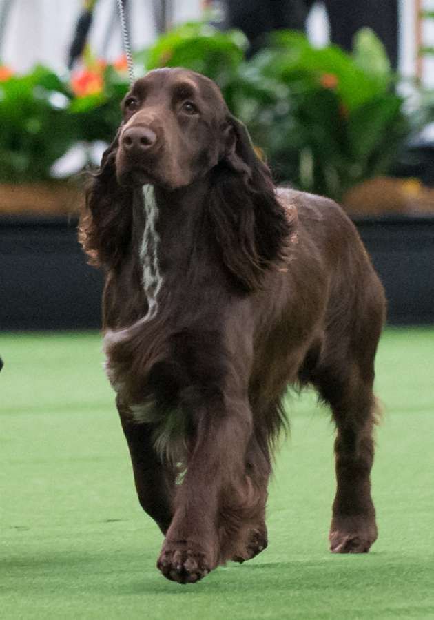 Chocolate Cocker Spaniel, Mexican Hairless Dog, Field Spaniel, Springer Spaniel Puppies, Spaniel Breeds, Hairless Dog, Dog Mommy, Dog Grooming Business, Cocker Spaniel Dog