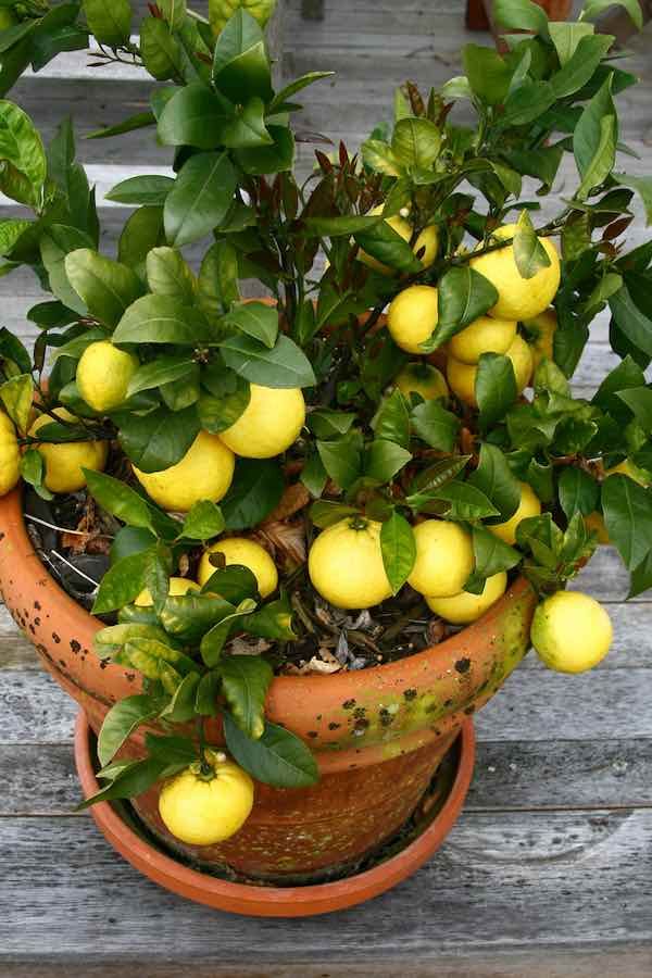 a potted plant filled with lemons on top of a wooden table