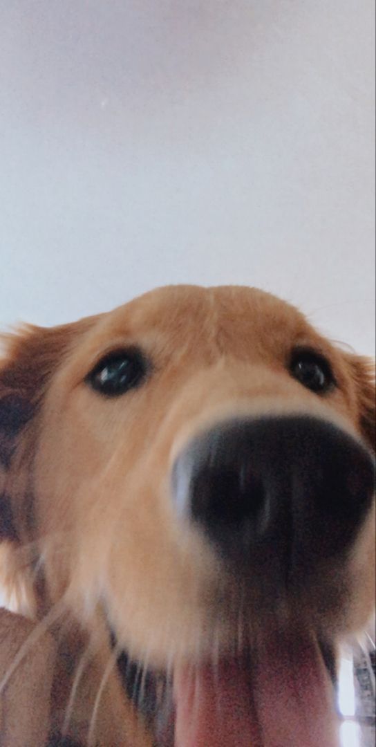 a close up of a dog with its tongue out