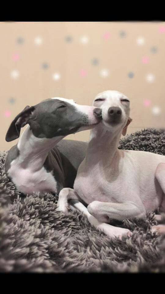 two white dogs laying on top of a pile of carpet next to each other in front of a wall