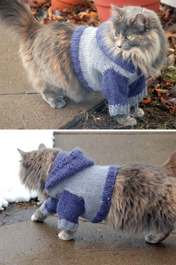 two pictures of a cat wearing a sweater