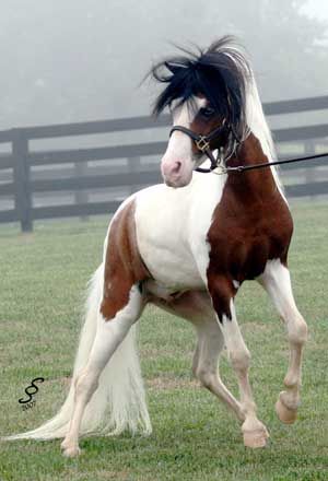 a brown and white horse with long hair running in the grass on a foggy day