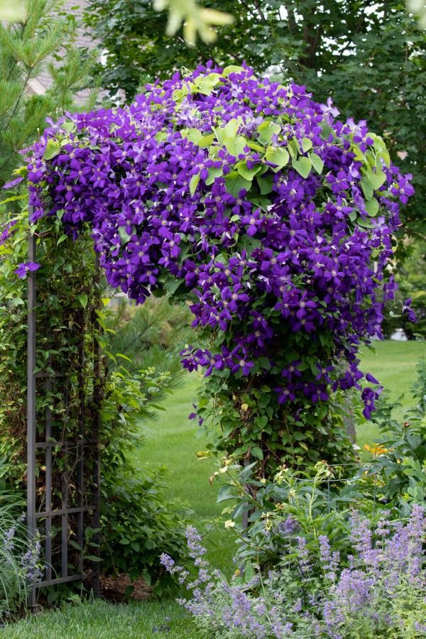 purple flowers are blooming on the top of an arch in a garden with green grass