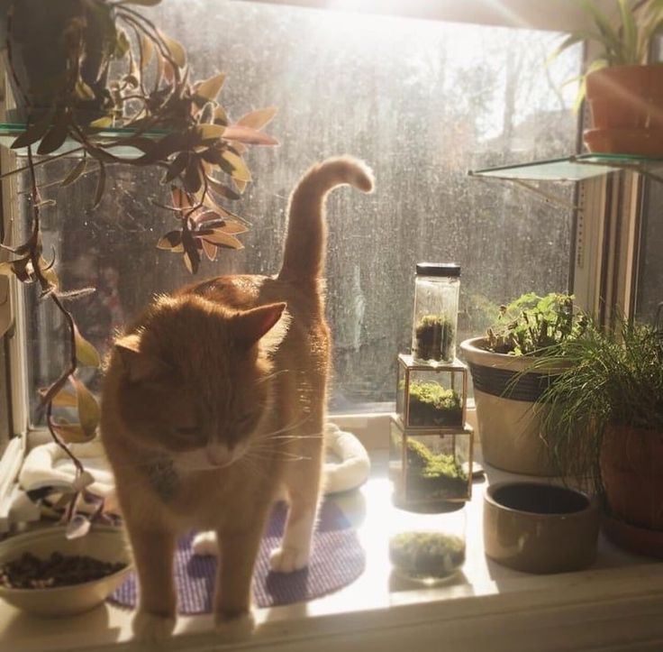 an orange cat standing on top of a window sill next to potted plants