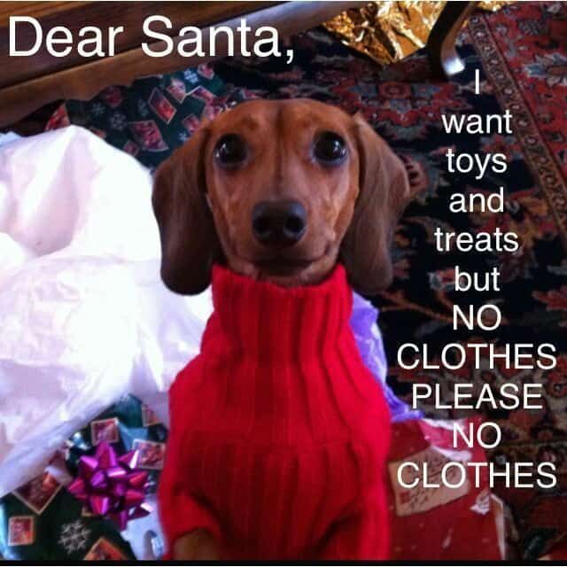 a dachshund dog wearing a red sweater and saying dear santa, i want toys and treats but no clothes please no clutters