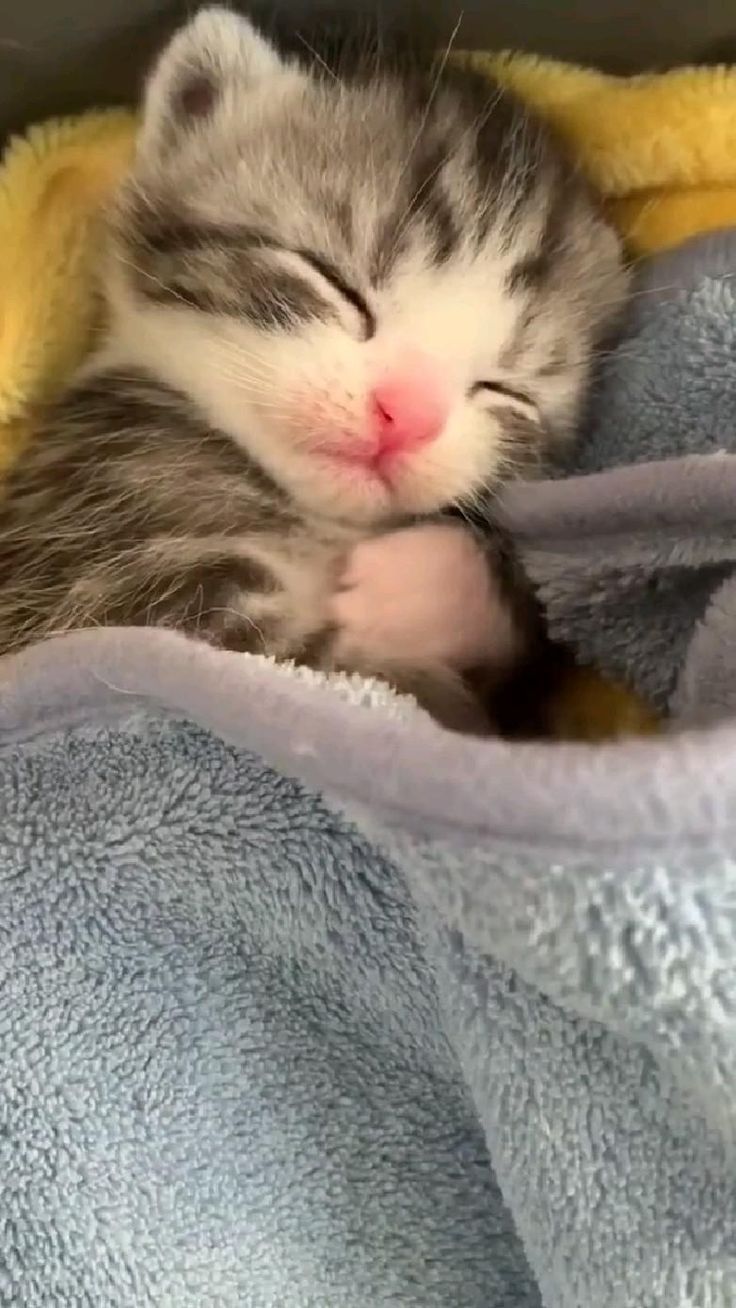 a small kitten sleeping in a blanket on top of a blue and yellow blanket with it's eyes closed