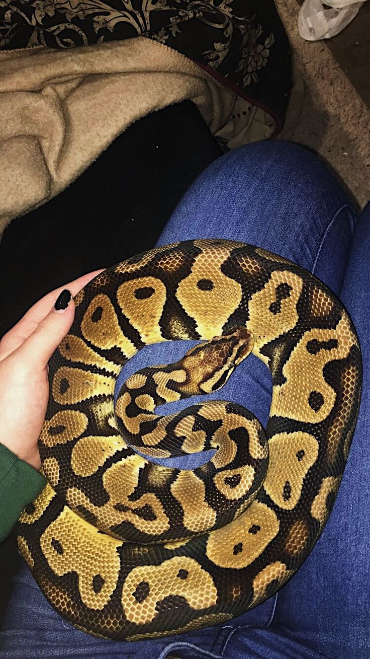 a person holding a large snake on their lap