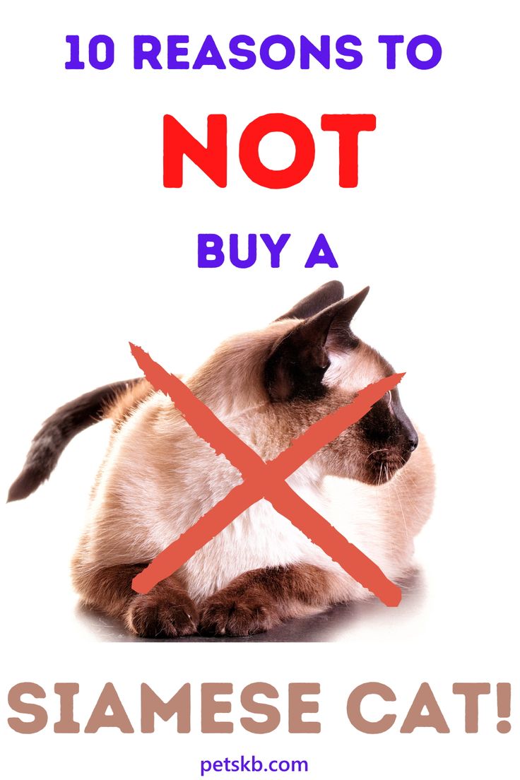 a siamese cat sitting in front of a sign that says 10 reasons to not buy