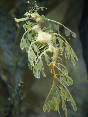 a sea horse hanging from a tree branch