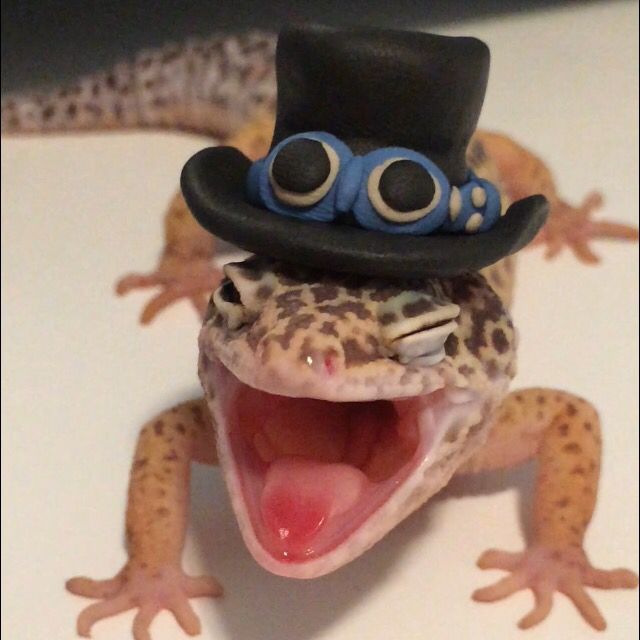 a gecko with a hat and glasses on it's head is yawning