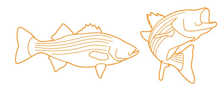 two fish that are standing next to each other on a white background with orange lines