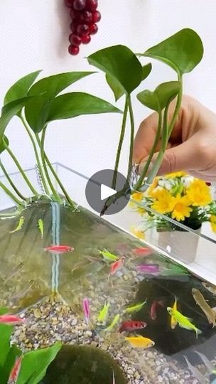 a person is holding scissors over some plants and fish in an aquarium filled with water