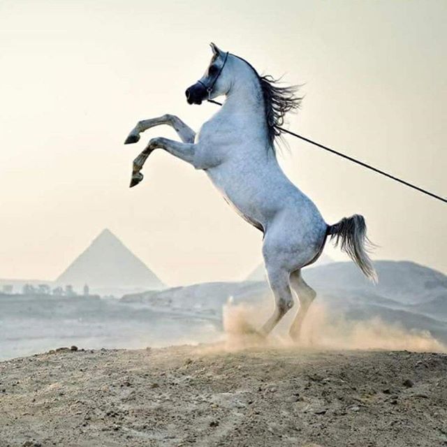 a horse that is standing on its hind legs