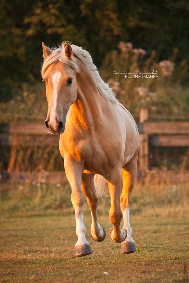 a brown horse running across a field next to a forest in the evening sun with its front legs spread out