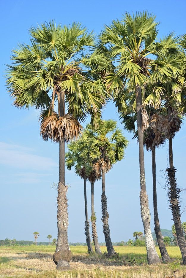 there are many palm trees in the field