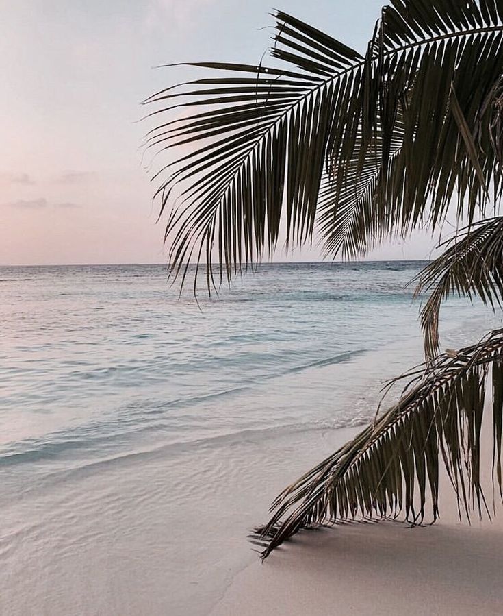 a palm tree on the beach with water and sky in the backgrounnd