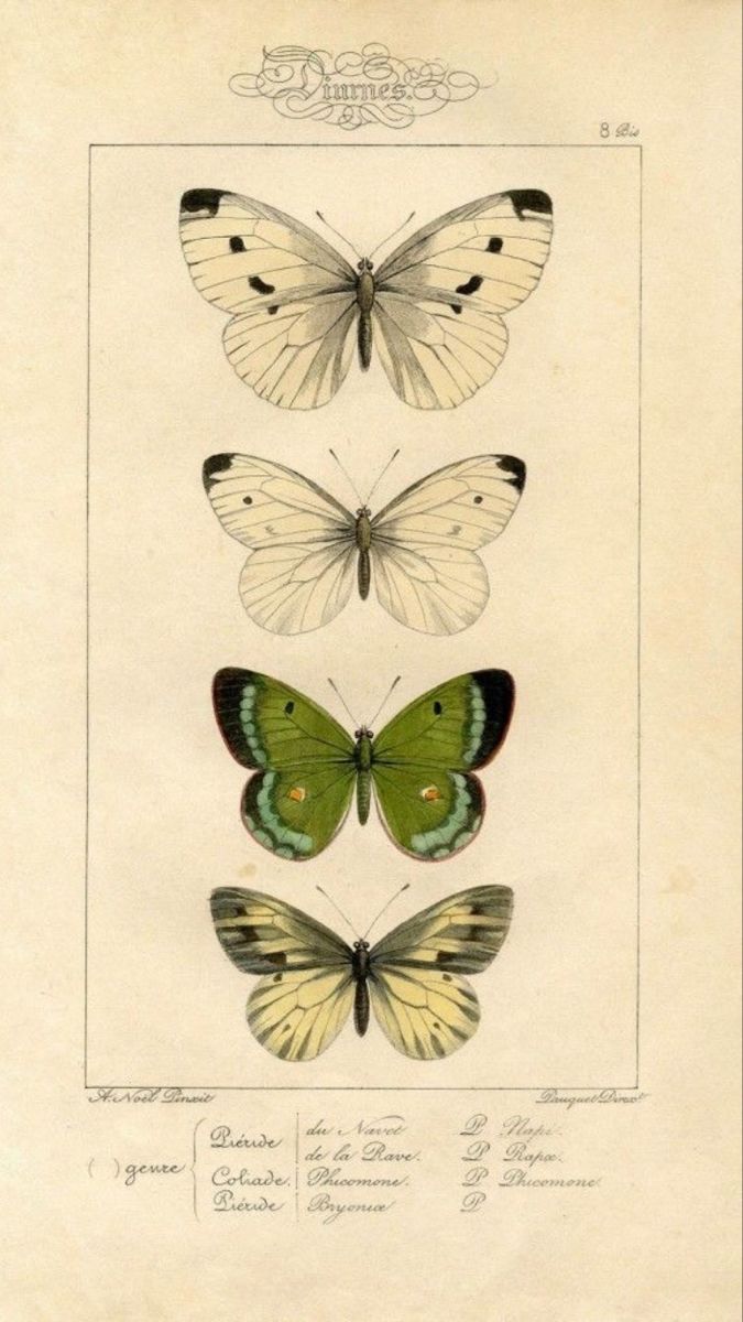 three butterflies with different markings on them, one green and the other white in color