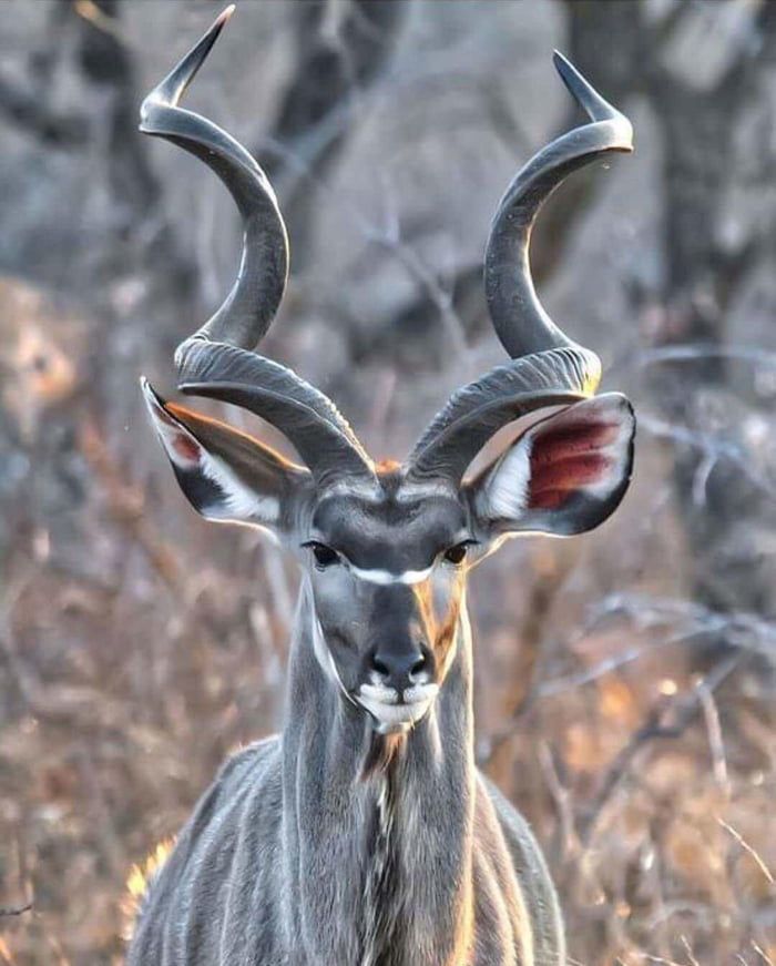 an antelope with long horns standing in tall grass