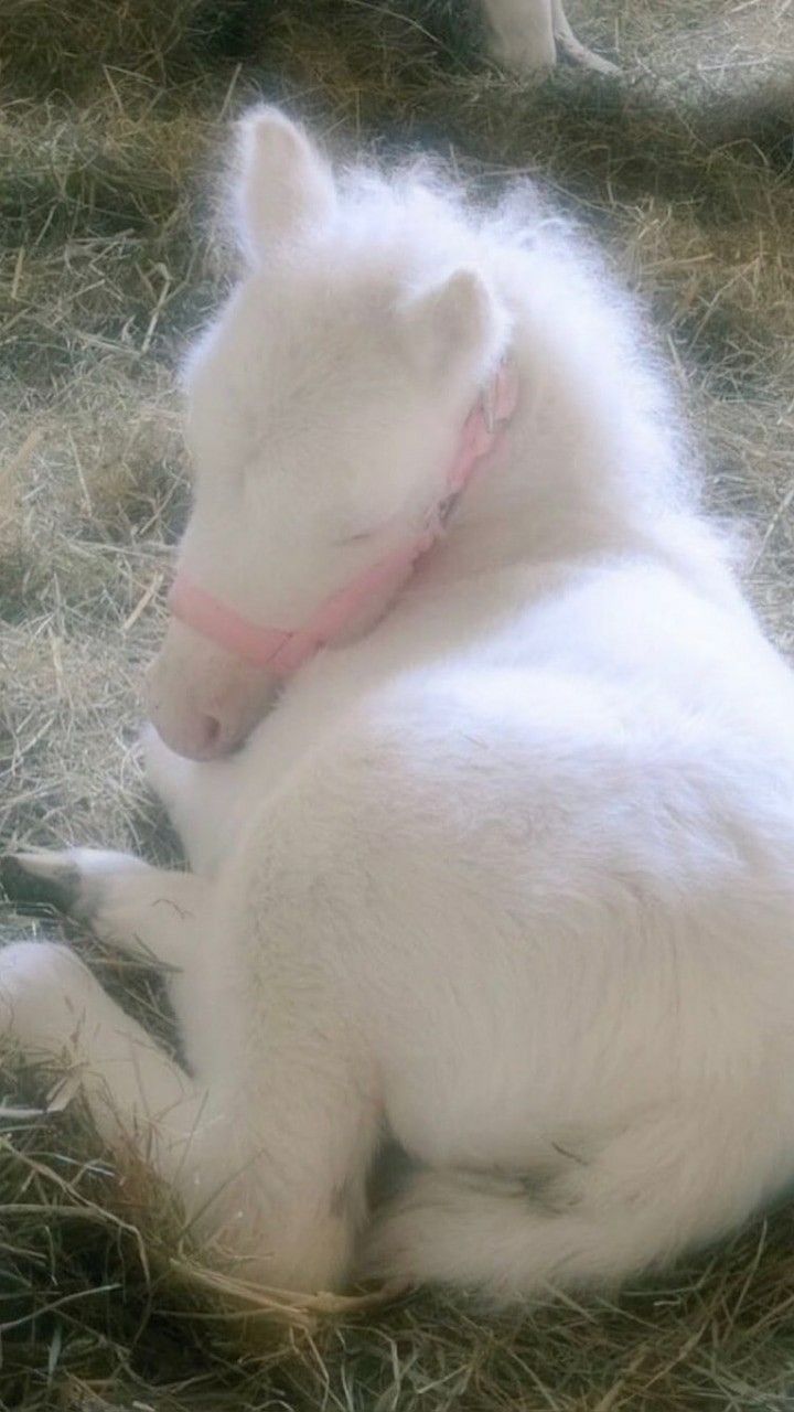 a small white horse laying on top of dry grass