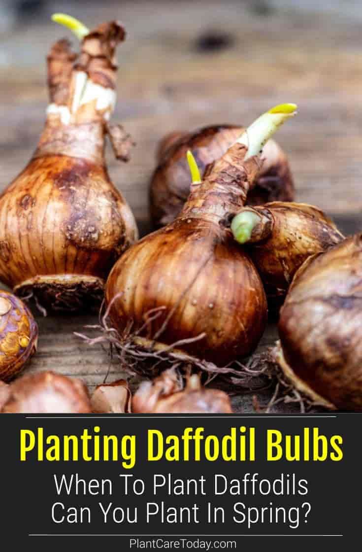 garlic bulbs with the words planting daffodil bulbs when to plant daffodils can you plant in spring?