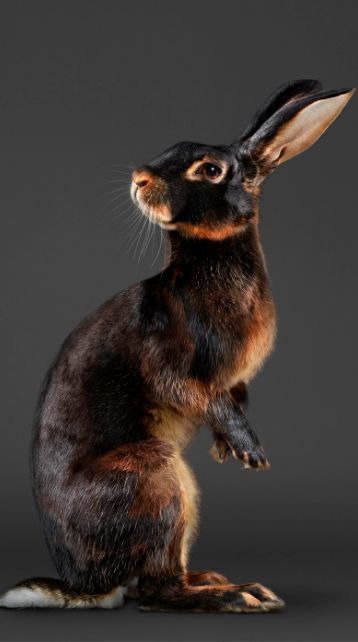 a brown and black rabbit sitting on its hind legs