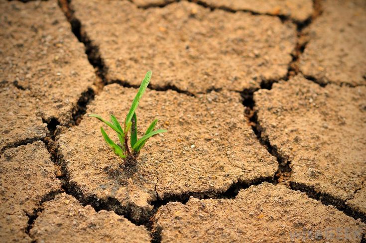 a small plant sprouting out of the cracks in cracked earth with grass growing from it