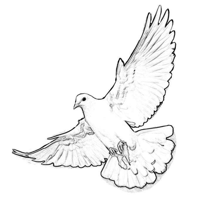 a white dove flying with its wings spread