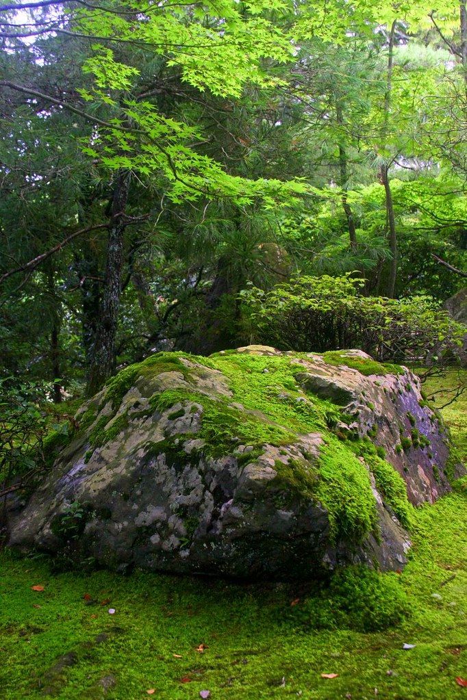 moss covered rock in the middle of a forest with lots of trees and leaves around it