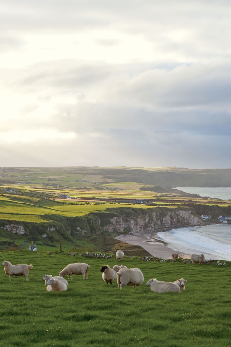 some sheep are standing in the grass by the water