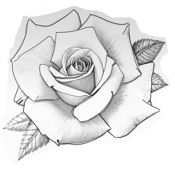 a black and white drawing of a rose