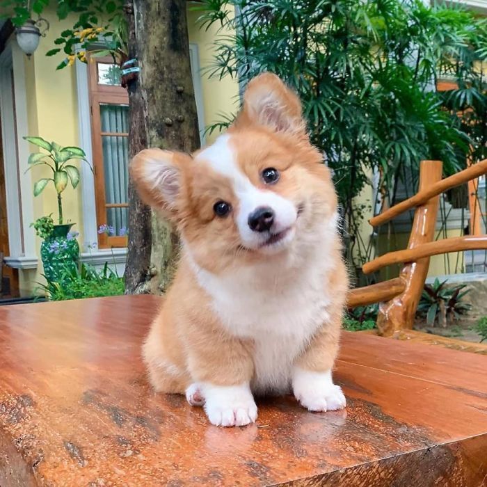 a small brown and white dog sitting on top of a wooden table next to a tree