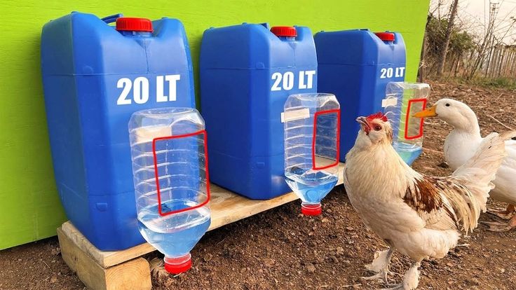 three plastic water containers with chickens standing next to them