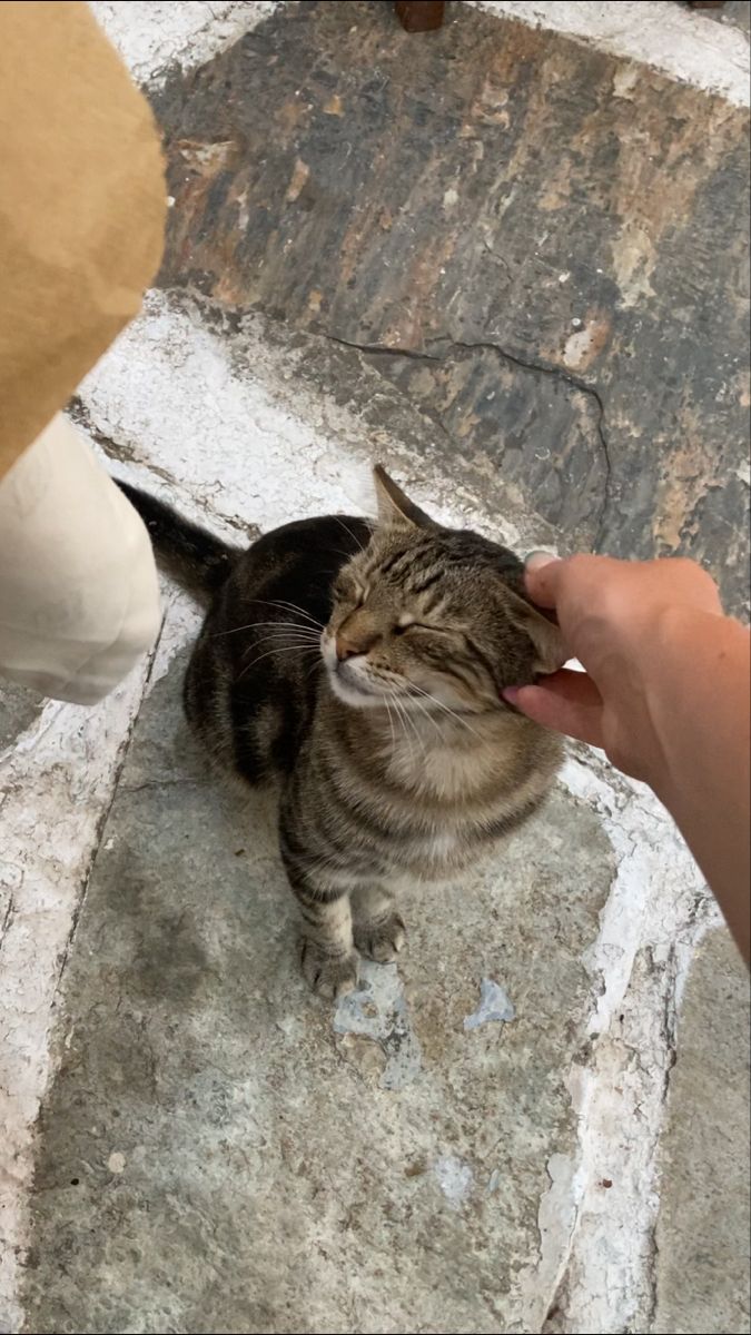 a cat sitting on the ground being petted by someone's hand and holding something in it's mouth