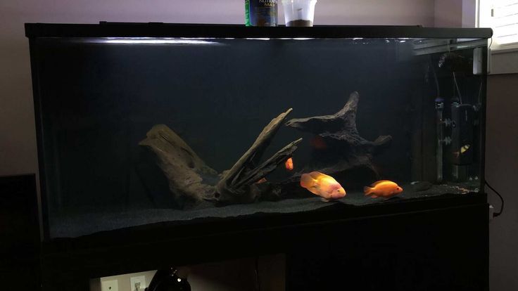 an aquarium filled with goldfish and driftwood