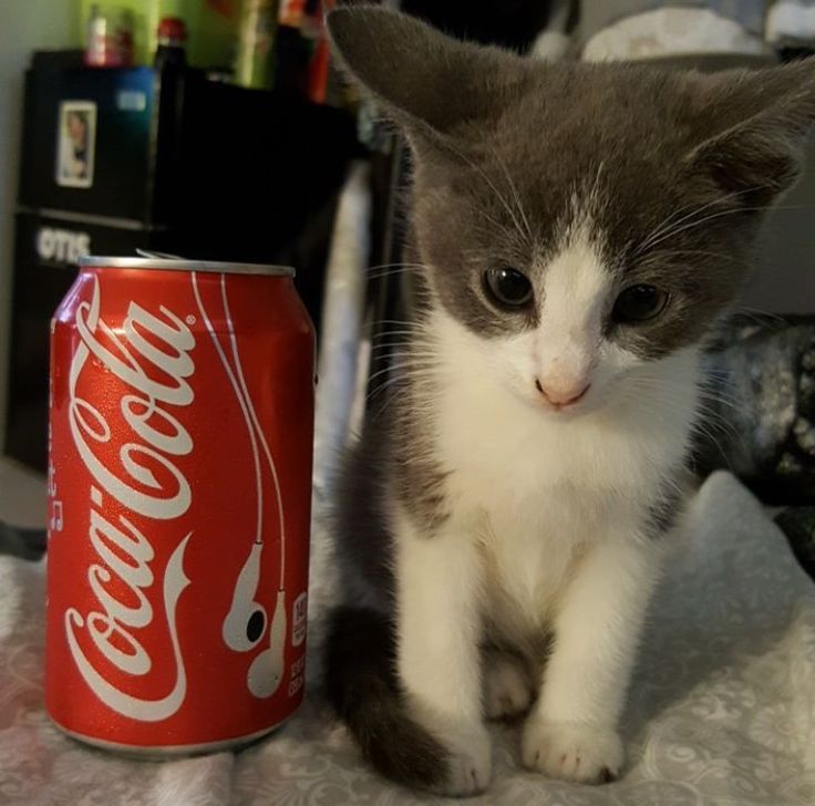 a kitten sitting next to a can of coca - cola