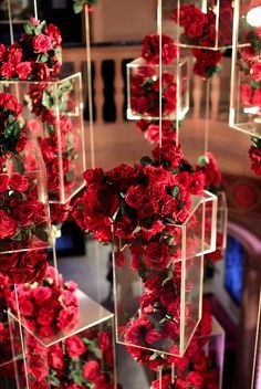 a bunch of red roses that are in some kind of glass cubes on the floor