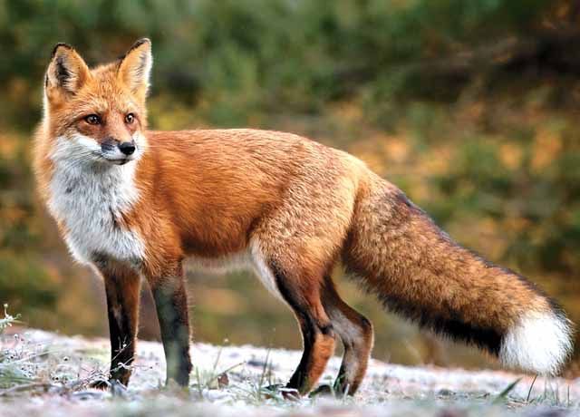 a red fox standing on top of a grass covered field