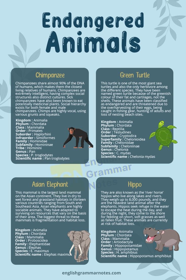 the different types of animals that can be seen in this info sheet, including an elephant and