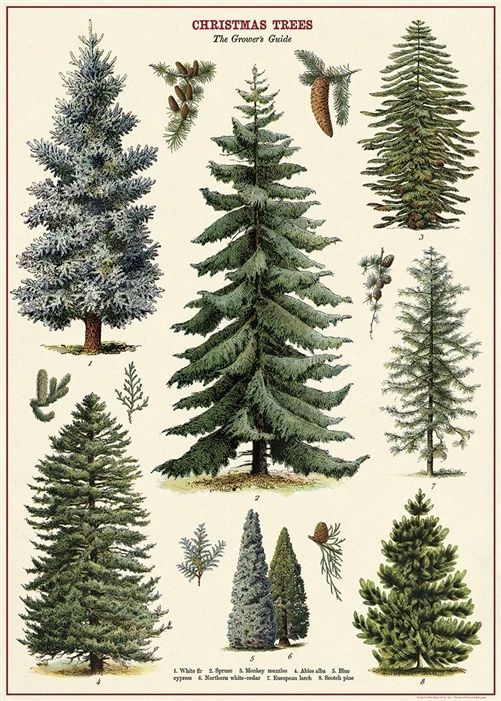 an illustration of different types of evergreens and pine trees, from the 19th century to the present day