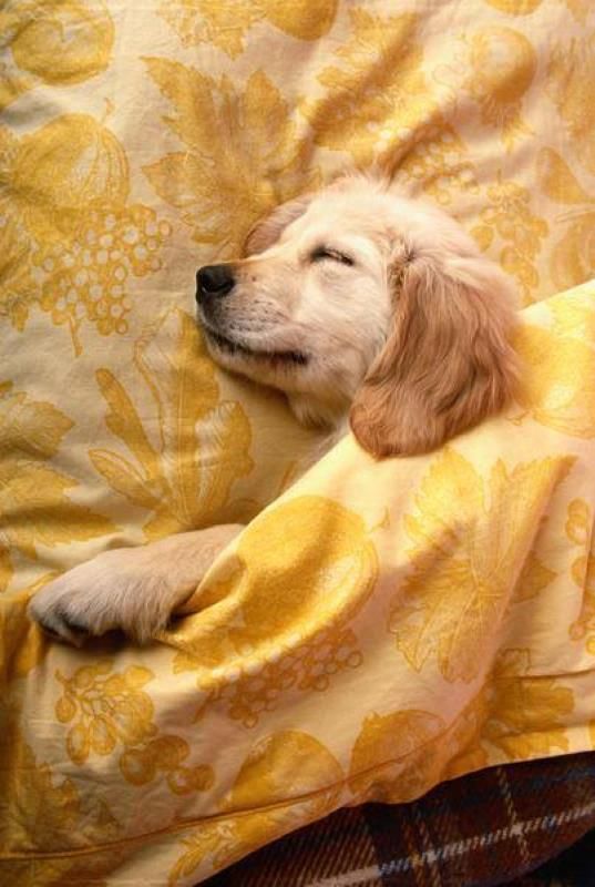 a dog is sleeping on top of a blanket