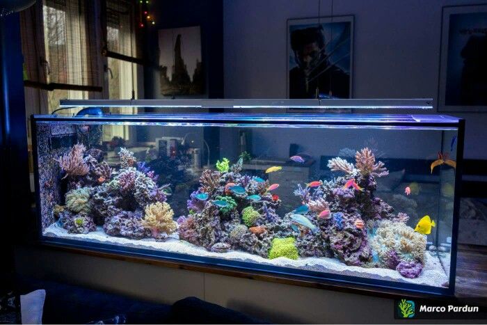 an aquarium filled with lots of different types of fish