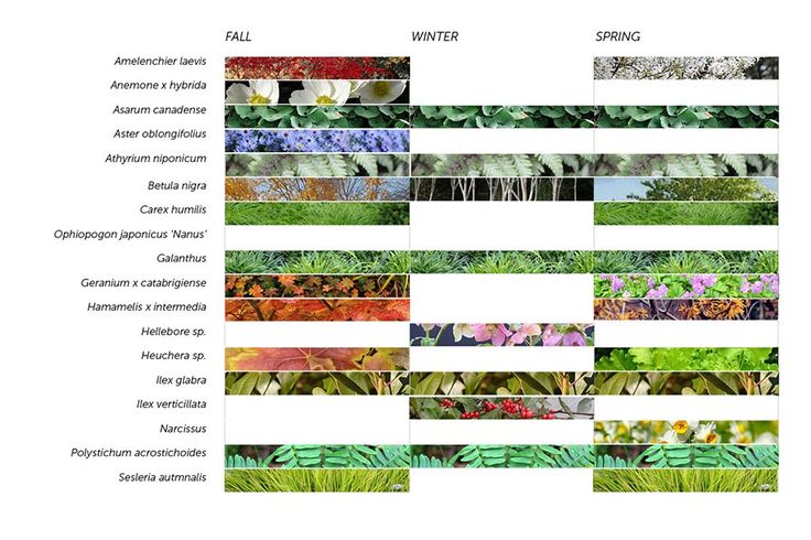 the different types of plants and flowers are shown in this diagram, with each type of plant