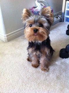 a small brown and black dog sitting on top of a carpeted floor next to a wall