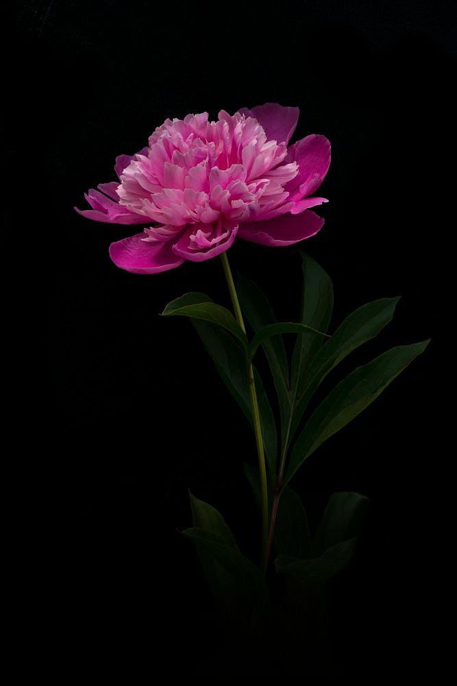 a single pink flower with green leaves on a black background in front of a dark backdrop